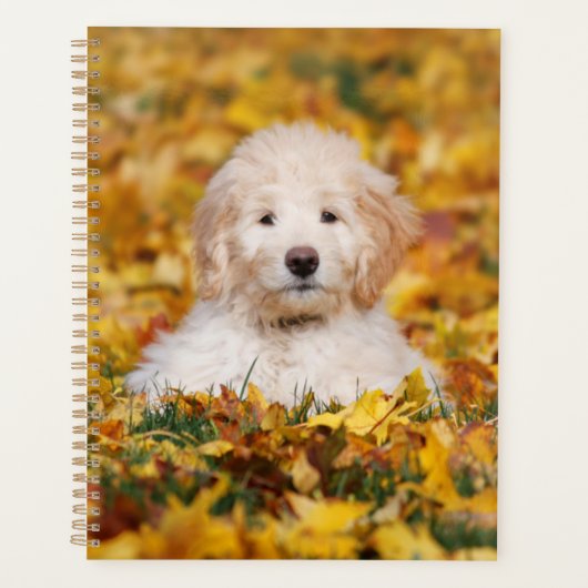Chiot Goldendoodle En Feuilles Automnes (Devant)