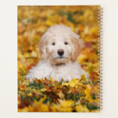 Chiot Goldendoodle En Feuilles Automnes (Dos)