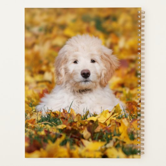 Chiot Goldendoodle En Feuilles Automnes (Dos)
