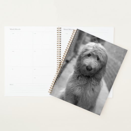 Chiot Goldendoodle en Jardin (Devant avec enveloppe)