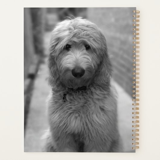 Chiot Goldendoodle en Jardin (Dos)