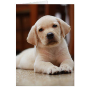 Chiot jaune de Labrador de bébé s'étendant sur le