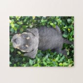 Chiot Jouant Dans Le Puzzle Bushes (Horizontal)