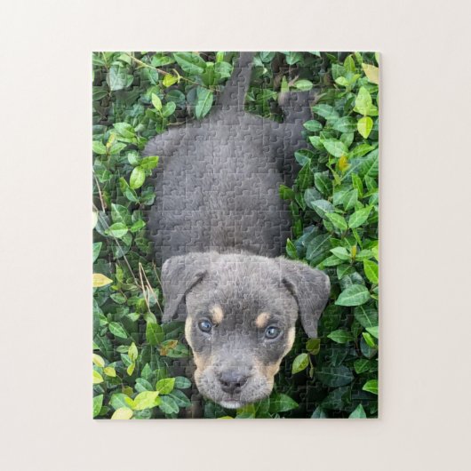 Chiot Jouant Dans Le Puzzle Bushes (Vertical)