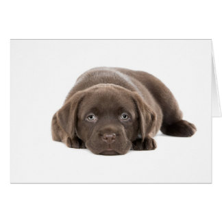 Chiot Labrador ultra mou