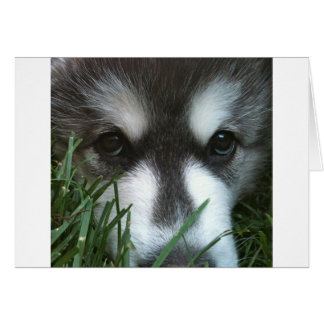 Chiot malamué de l'Alaska