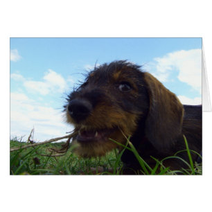 Chiot malicieux Dachshund