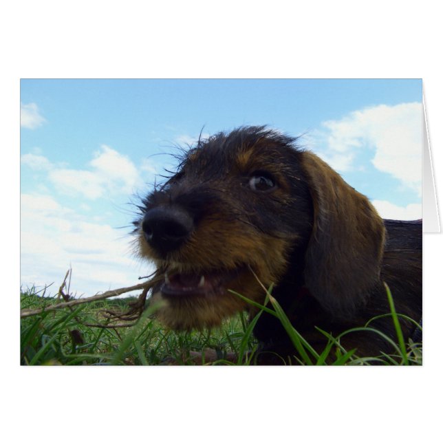 Chiot malicieux Dachshund (Devant horizontal)