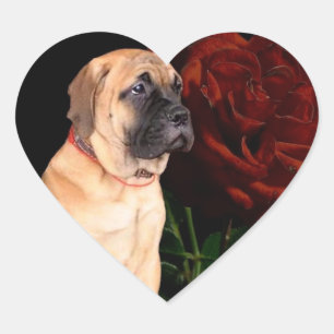 Chiot mastiff et autocollants de coeur rose