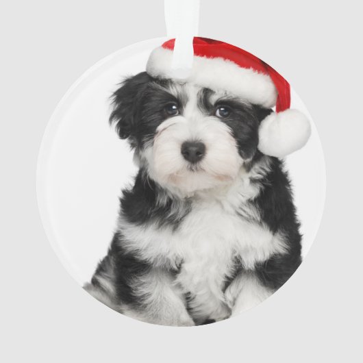 Chiot mignon 2 de Havanese de Noël (dos)