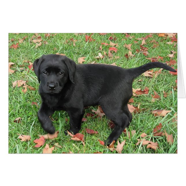 Chiot noir du laboratoire (Devant horizontal)