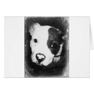 Chiot Pitbull au nez bleu