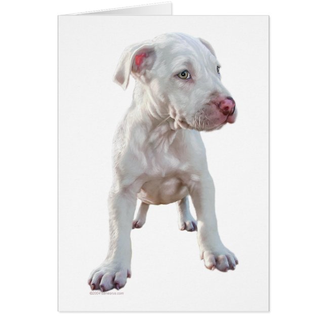 Chiot Pitbull blanc (Devant)