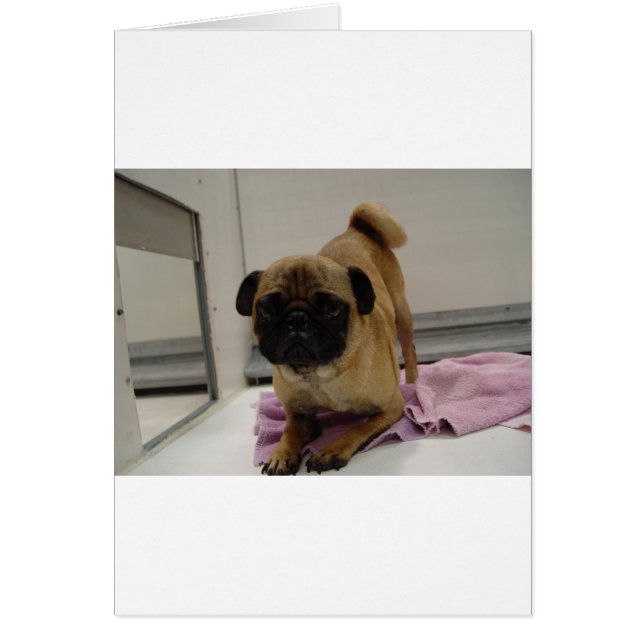 chiot pug.png (Devant)