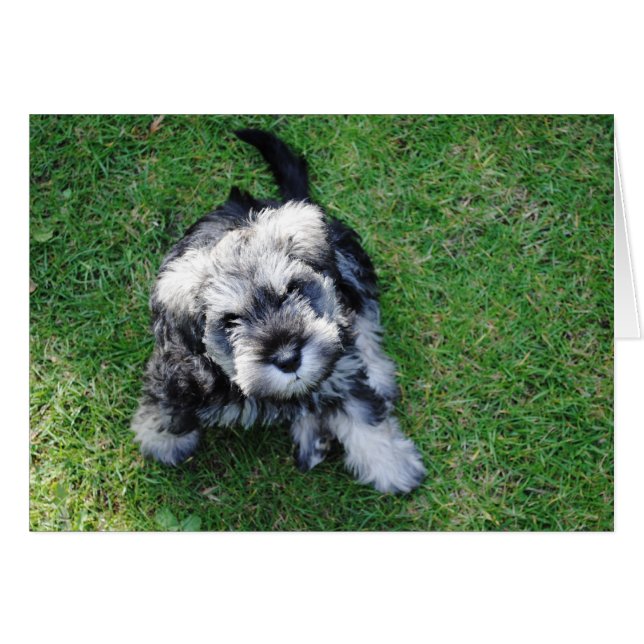 Chiot Schnauzer Miniature (Devant horizontal)