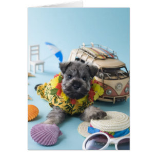 Chiot Schnauzer miniature et vacances d'été