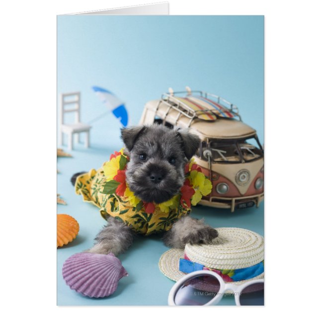 Chiot Schnauzer miniature et vacances d'été (Devant)