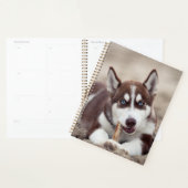 Chiot sibérien Husky à la plage (Devant avec enveloppe)