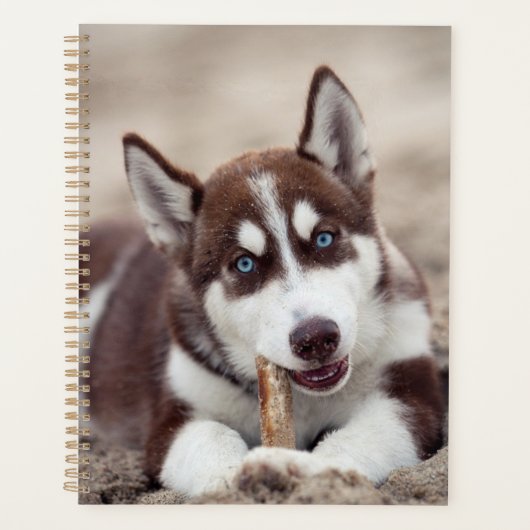 Chiot sibérien Husky à la plage (Devant)