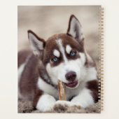 Chiot sibérien Husky à la plage (Dos)