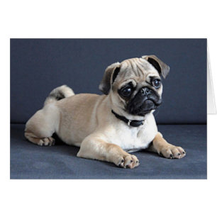 Chiot sur le divan Lounging