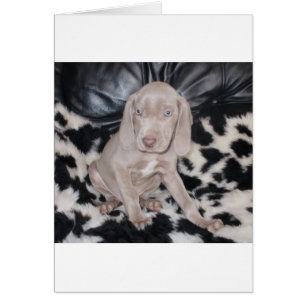 Chiot Weimaraner
