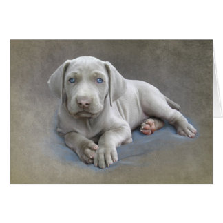Chiot Weimaraner