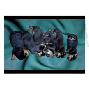 chiots à tête blanche