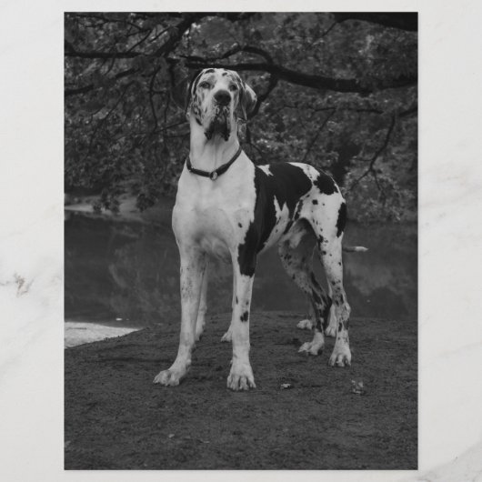 chiots à vendre prospectus modèle code QR (Dos)