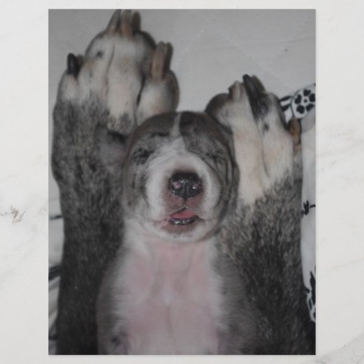 chiots à vendre prospectus modèle code QR (Dos)