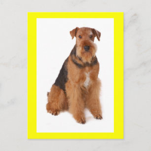 Chiots Airedale Terrier Chien Jaune Carte Postale