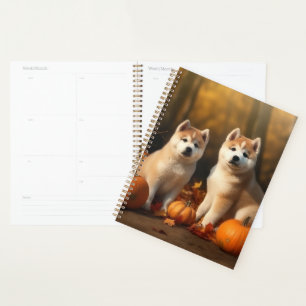 Chiots Akita Délice d'Automne Citrouille