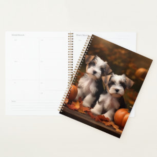 Chiots Biewer Terrier Automne Délice Citrouille