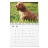 Chiots calendriers (Mar 2027)