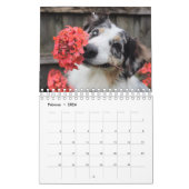 Chiots calendriers (Feb 2026)