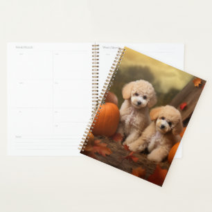 Chiots Caniches Délice d'Automne Citrouille