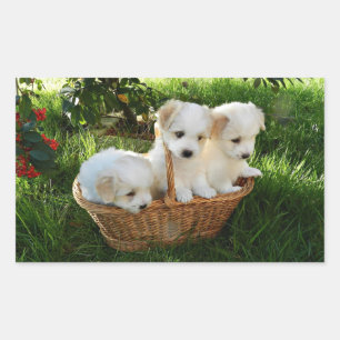 Chiots, Coton de Tulear, Puppies Rechthoekige Sticker