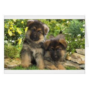 Chiots de berger allemand