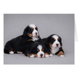 Chiots de Bernese