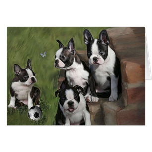 Chiots de Boston Terrier