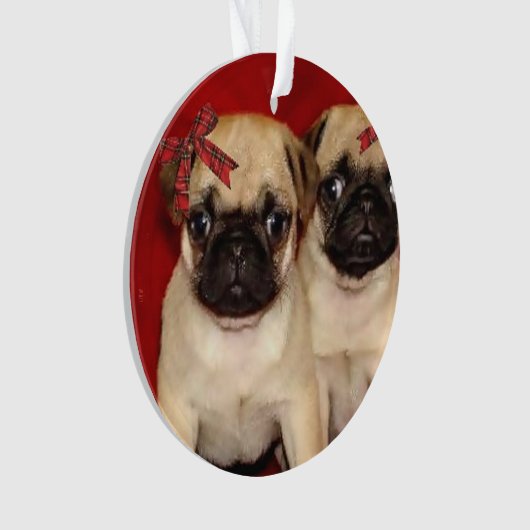 Chiots de carlin de Noël (devant)