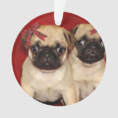 Chiots de carlin de Noël (devant)