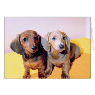 Chiots de Dachsund