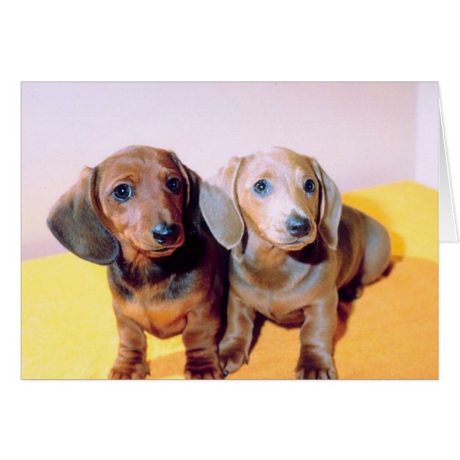 Chiots de Dachsund (Devant horizontal)