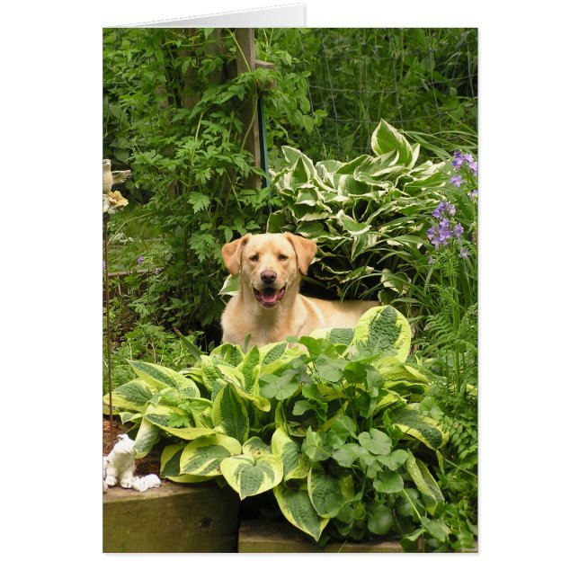 Chiots de floraison (Devant)