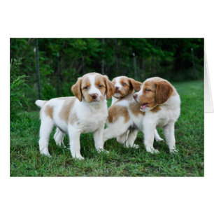 Chiots de la Bretagne