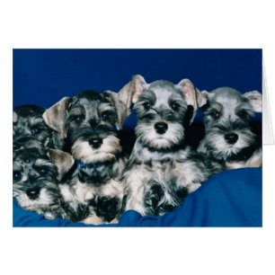 Chiots de Schnauzer miniature