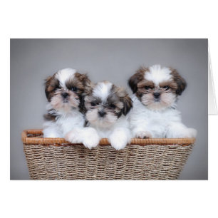 Chiots de Shih Tzu