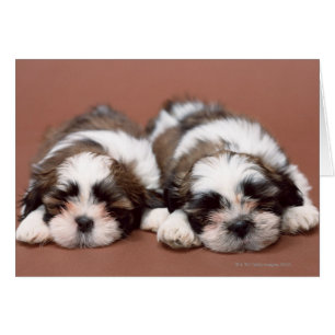 Chiots de Shih Tzu