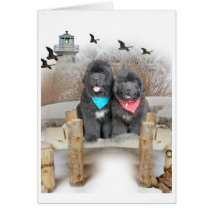 Chiots de Terre-Neuve sur des cartes de plage